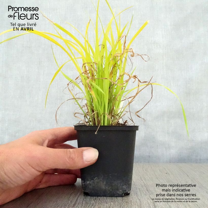Carex elata Aurea Vasetto da 8/9 cm esemplare consegnato in primavera