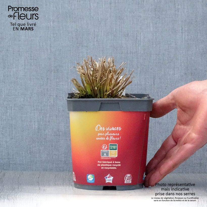 Carex elata Aurea Vaso da 2L/3L esemplare consegnato in primavera