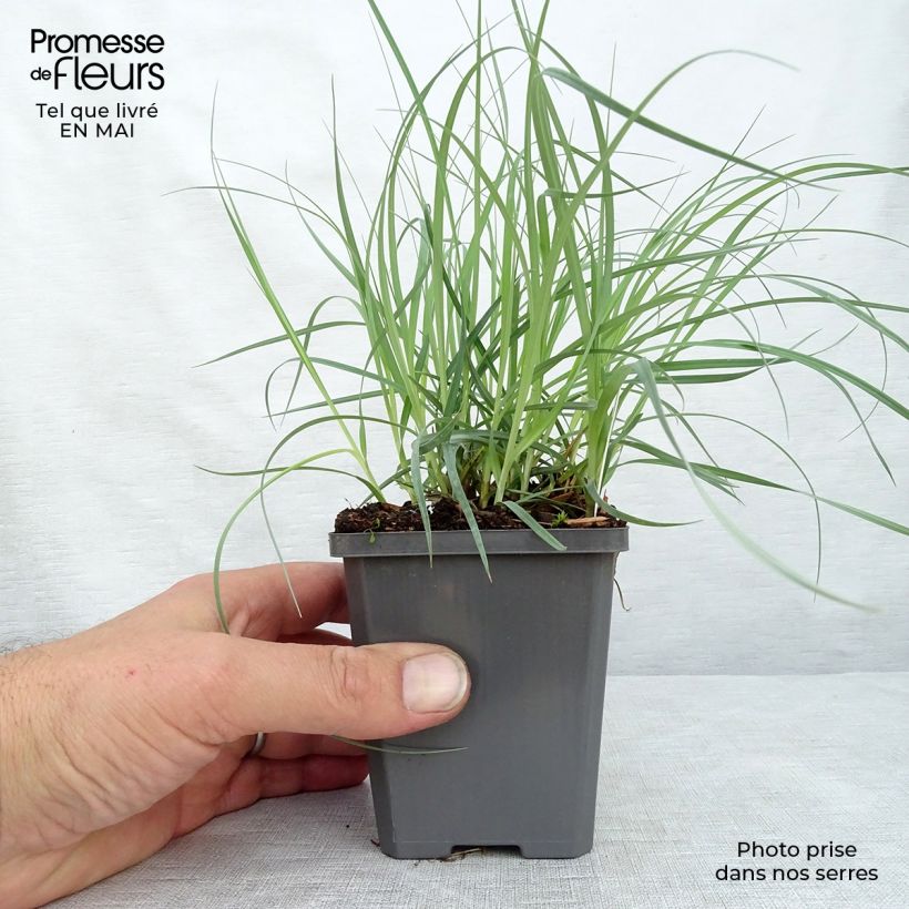 Carex flacca Blue Zinger - Carice glauca Vasetto da 8/9 cm esemplare consegnato in primavera