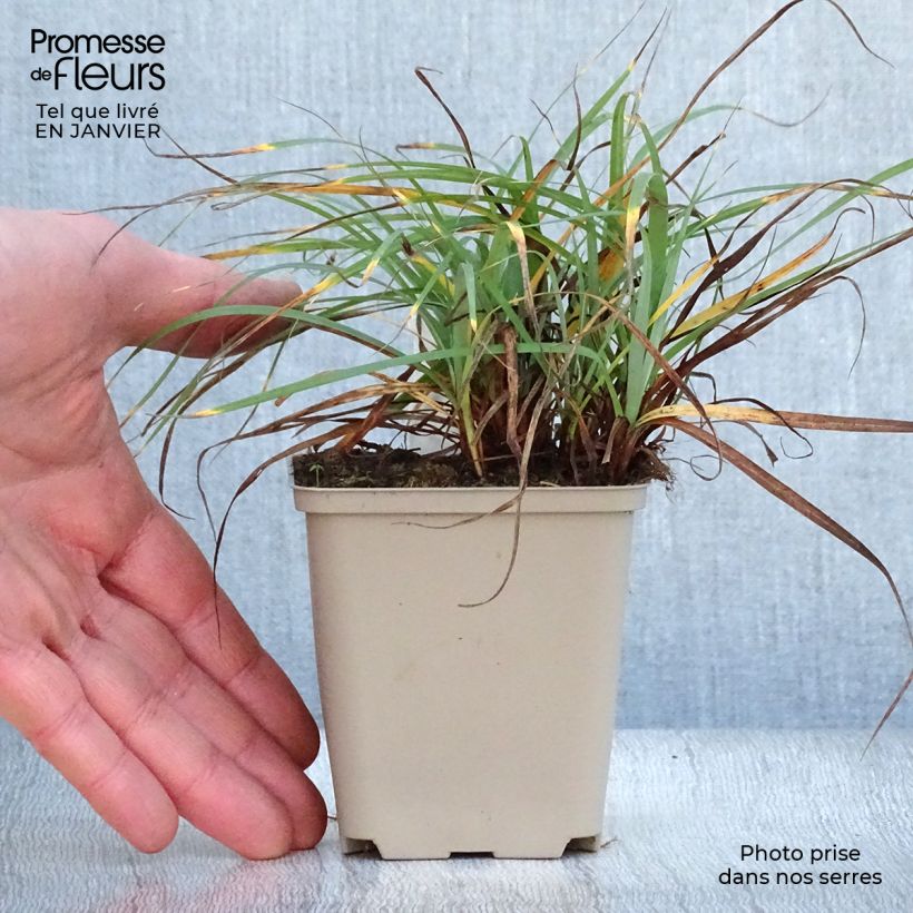 Carex flacca Blue Zinger - Carice glauca Vasetto da 8/9 cm esemplare consegnato in inverno