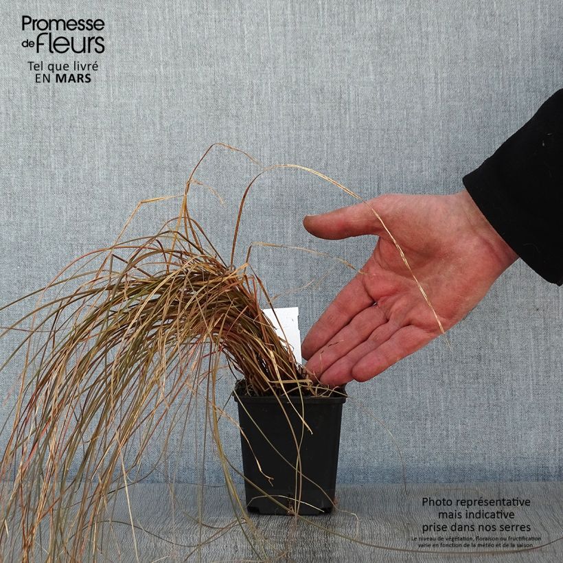 Carex flagellifera Bronzita Vasetto da 8/9 cm esemplare consegnato in inverno