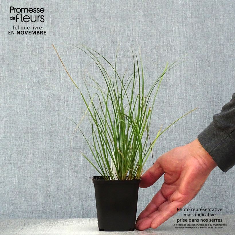 Esemplare di Carex flagellifera Kiwi Vasetto da 8/9 cm come consegnato in autunno