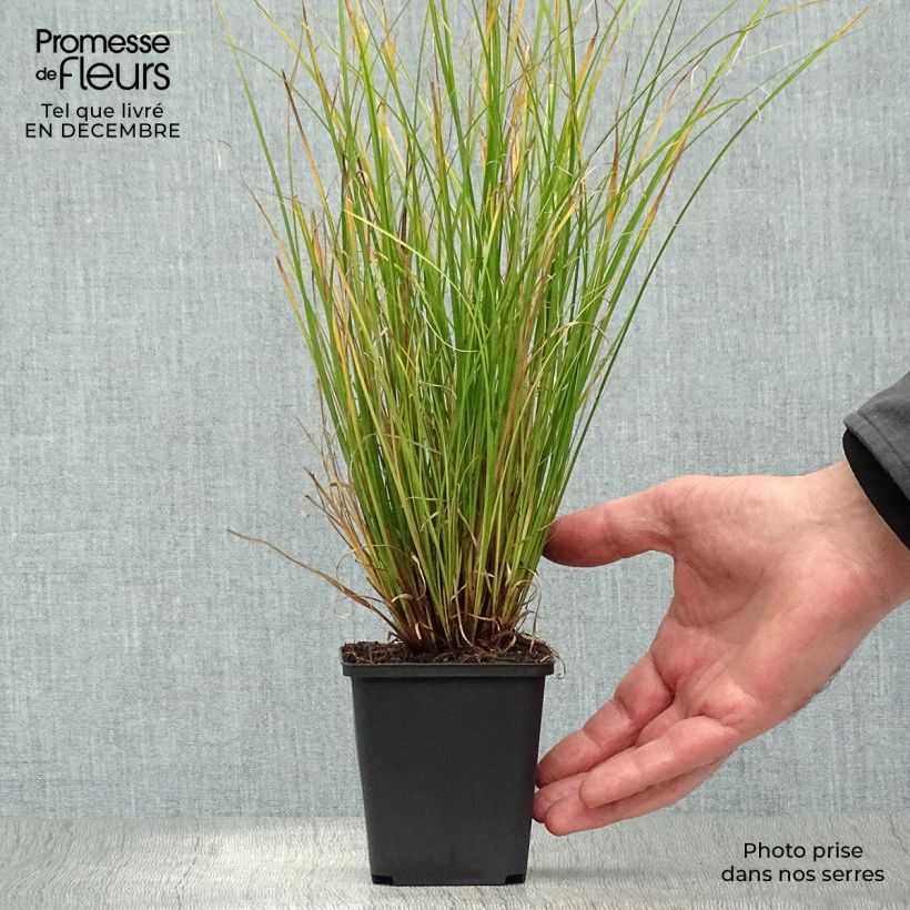 Carex flagellifera Kiwi Vasetto da 8/9 cm esemplare consegnato in inverno