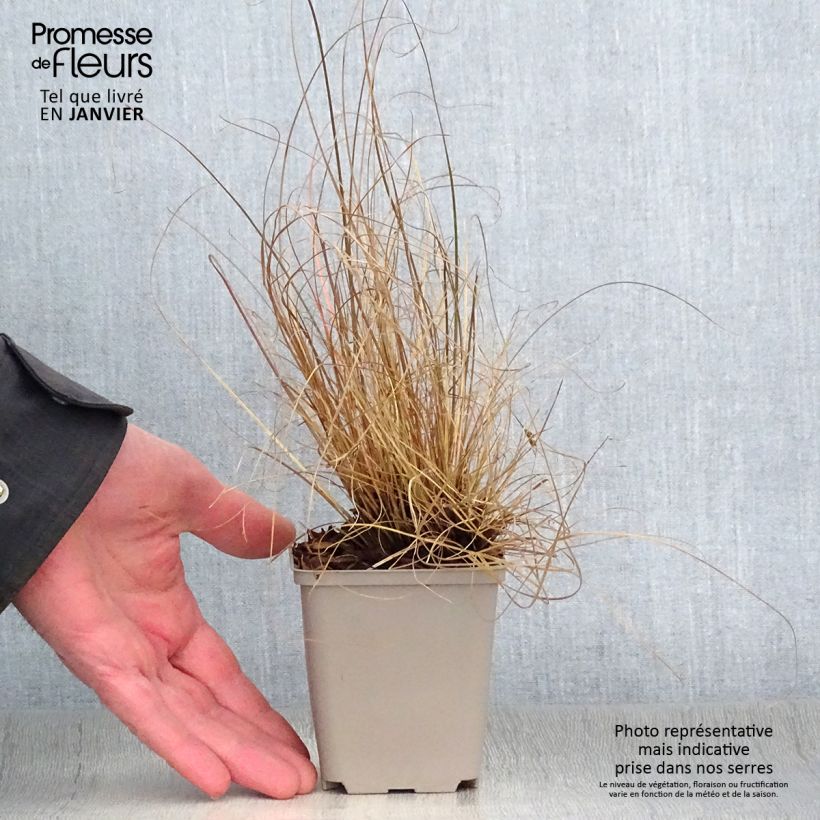 Carex flagellifera Vasetto da 8/9 cm esemplare consegnato in inverno