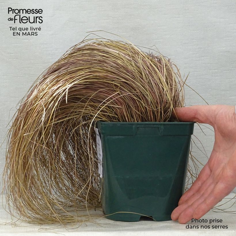 Carex flagellifera Vaso da 2L/3L esemplare consegnato in primavera