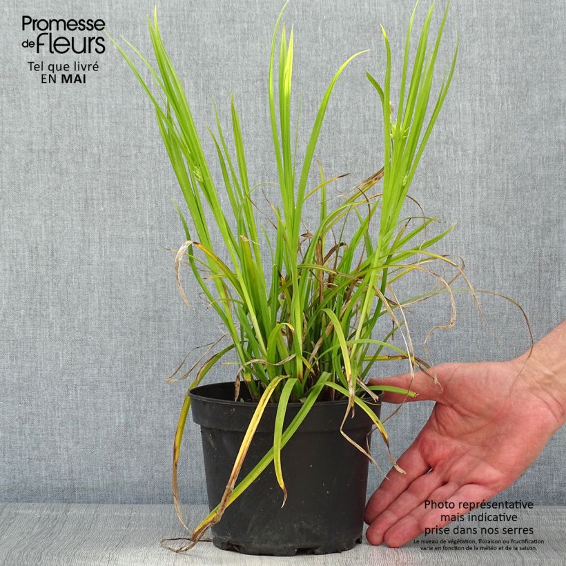 Carex grayi Vaso da 2L/3L esemplare consegnato in primavera