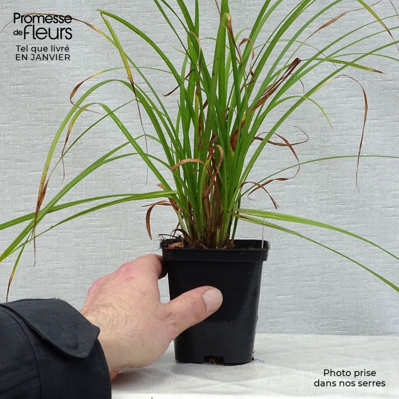 Carex grayi Vasetto da 8/9 cm esemplare consegnato in inverno
