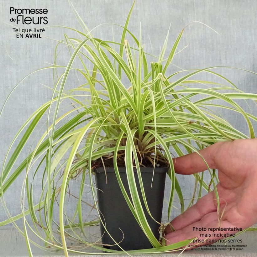 Carex oshimensis Feather Falls - Carice giapponese Vasetto da 8/9 cm esemplare consegnato in primavera