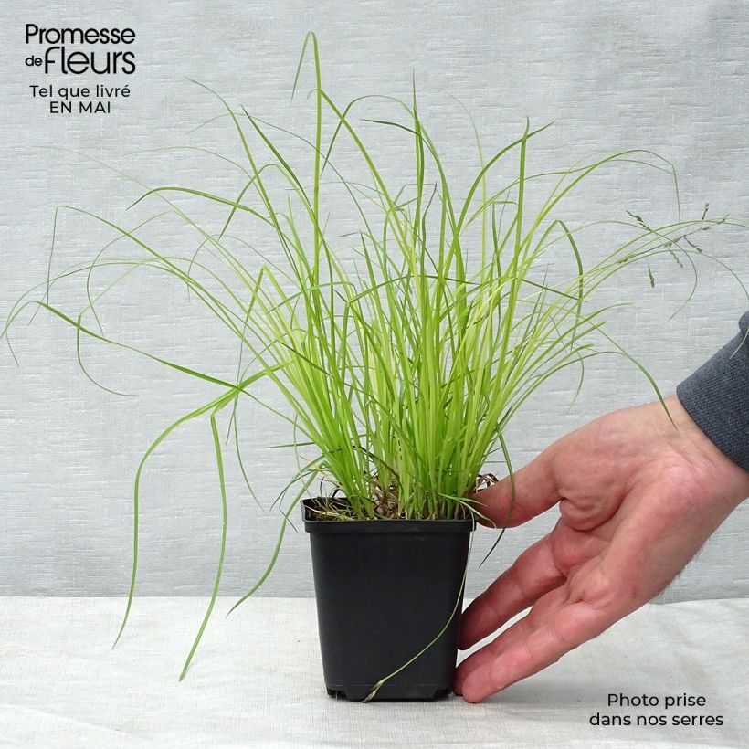 Carex montana - Carice montana Vasetto da 8/9 cm esemplare consegnato in primavera