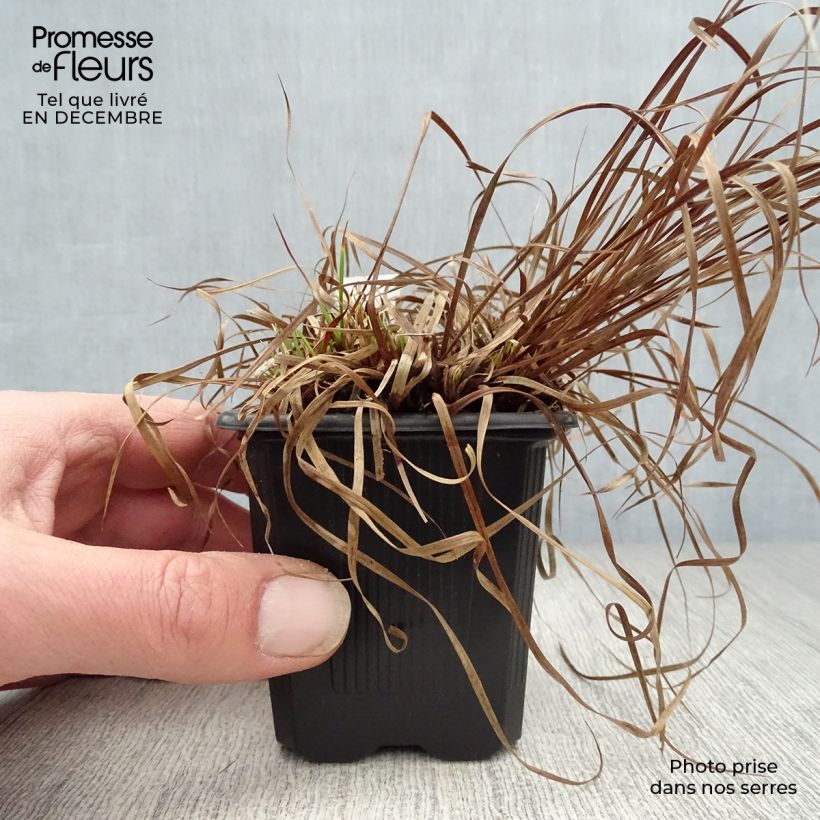 Carex montana - Carice montana Vasetto da 8/9 cm esemplare consegnato in inverno