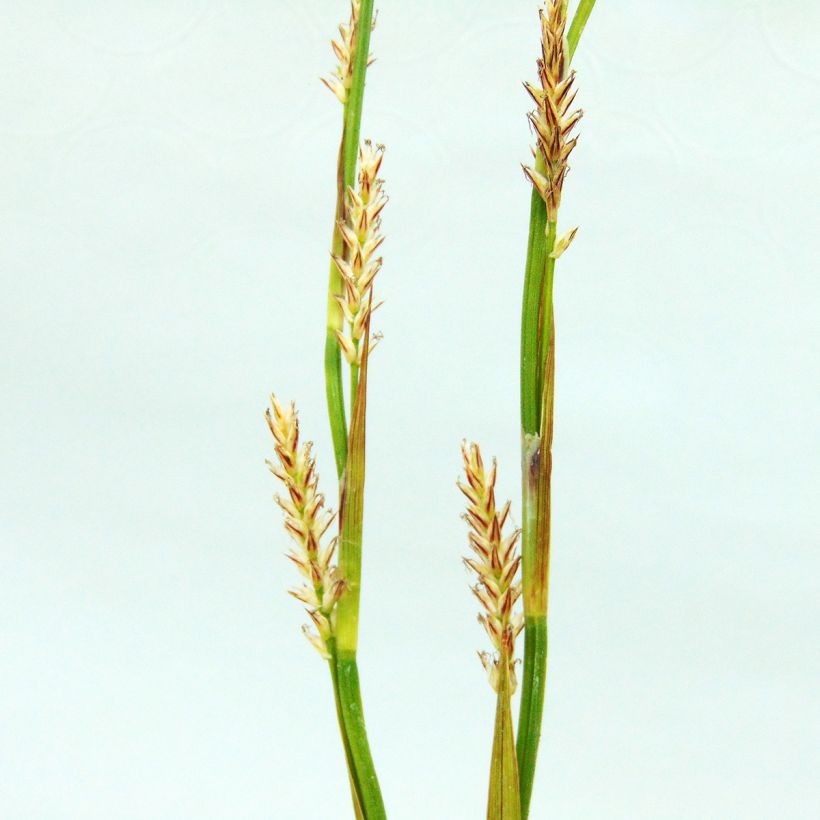 Carex morrowii Ice Dance - Carice variegato (Fioritura)