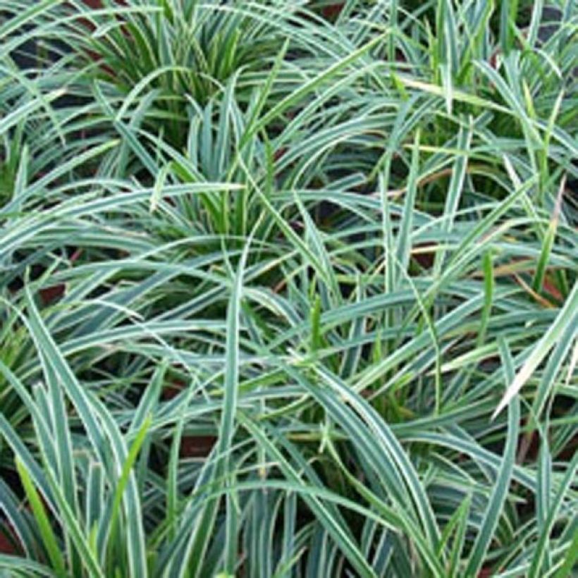 Carex morrowii Ice Dance - Carice variegato (Fogliame)