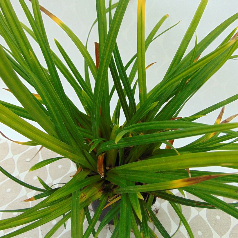 Carex morrowii subsp. foliosissima Irish Green - Carice (Fogliame)