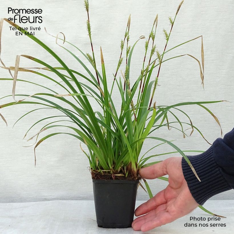 Carex morrowii subsp. foliosissima Irish Green - Carice Vasetto da 8/9 cm esemplare consegnato in primavera
