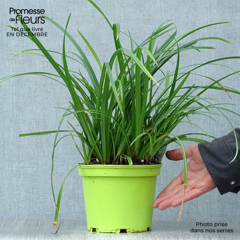 Carex morrowii subsp. foliosissima Irish Green - Carice Vaso da 2L/3L esemplare consegnato in inverno