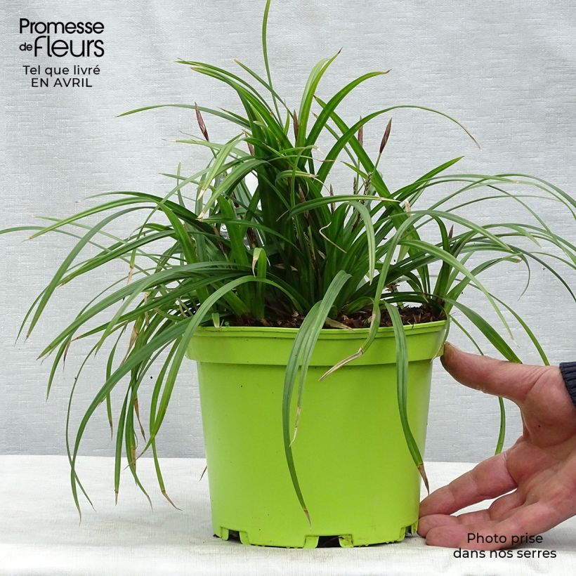 Carex morrowii subsp. foliosissima Irish Green - Carice Vaso da 2L/3L esemplare consegnato in primavera