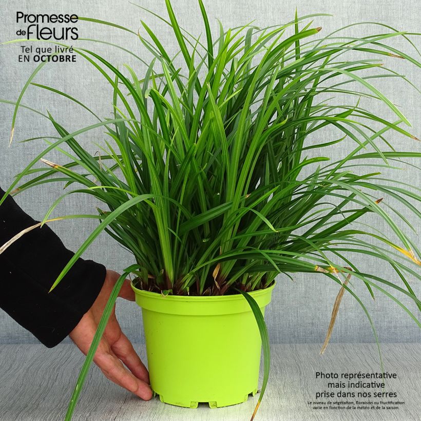 Esemplare di Carex morrowii subsp. foliosissima Irish Green - Carice Vaso da 2L/3L come consegnato in autunno