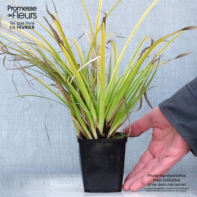 Carex morrowii Variegata - Carice variegato Vasetto da 8/9 cm esemplare consegnato in inverno