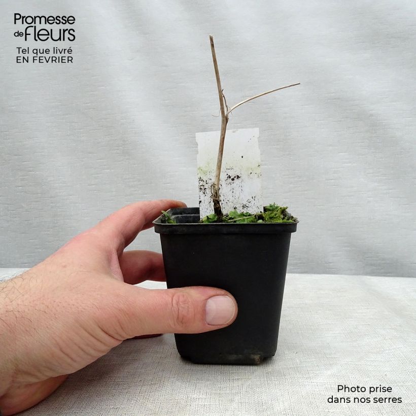 Carex morrowii Variegata - Carice variegato Vaso da 1L/1,5L esemplare consegnato in inverno