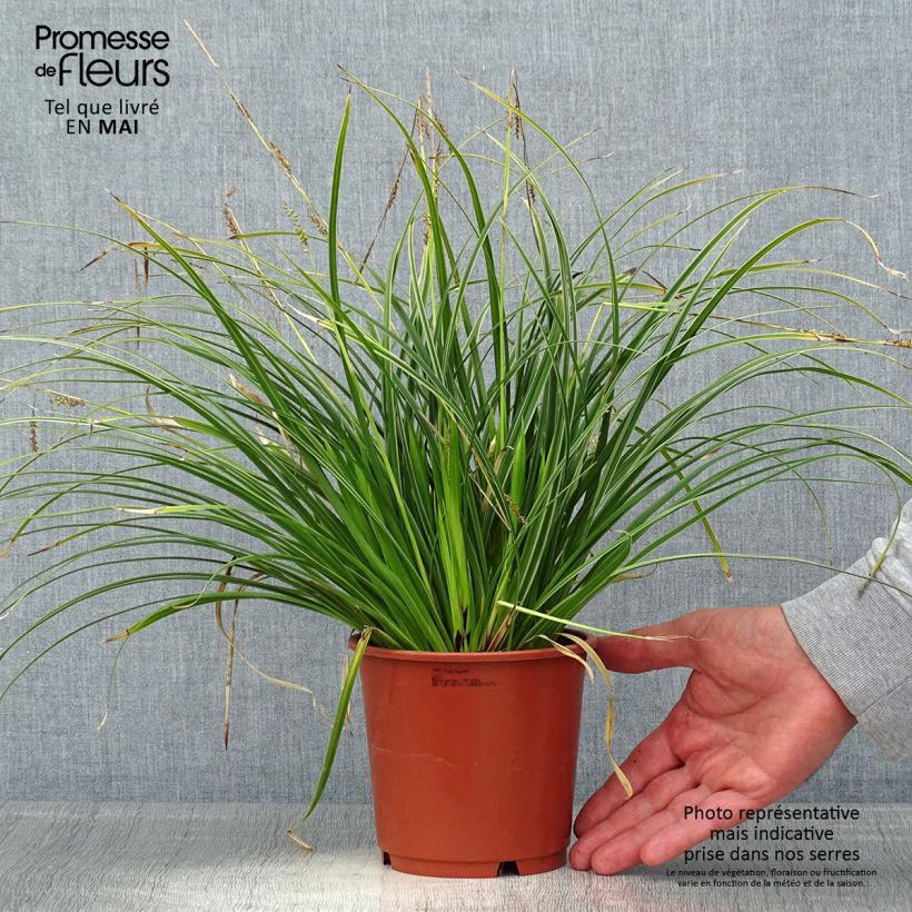 Carex morrowii Variegata - Carice variegato Vaso da 1L/1,5L esemplare consegnato in primavera