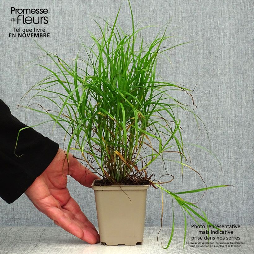 Esemplare di Carex muskingumensis - Carice palma Vasetto da 8/9 cm come consegnato in autunno