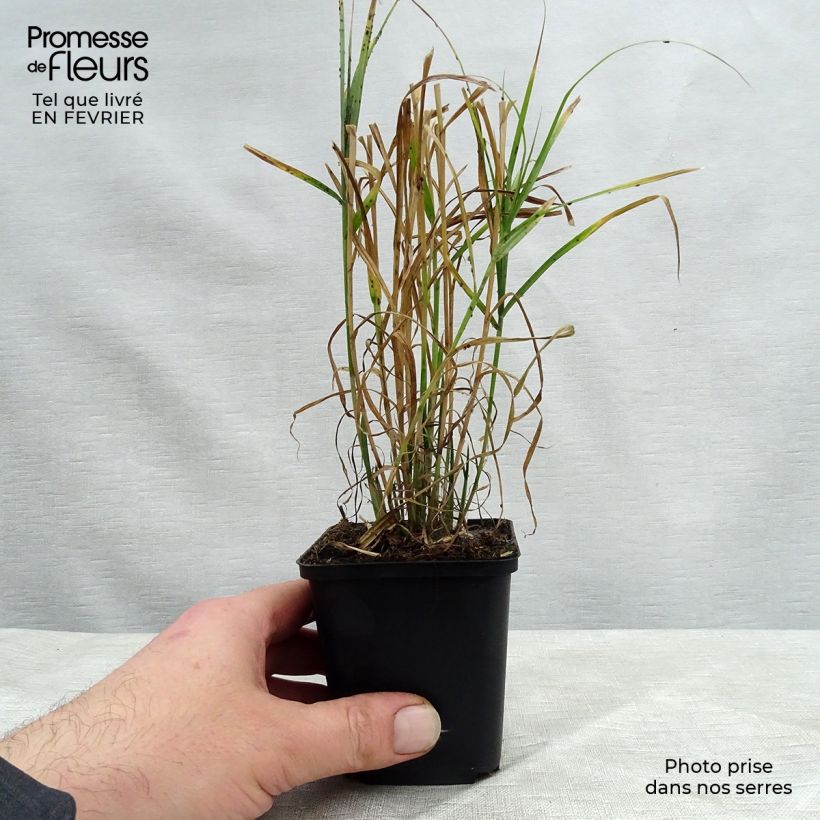 Carex muskingumensis - Carice palma Vasetto da 8/9 cm esemplare consegnato in inverno