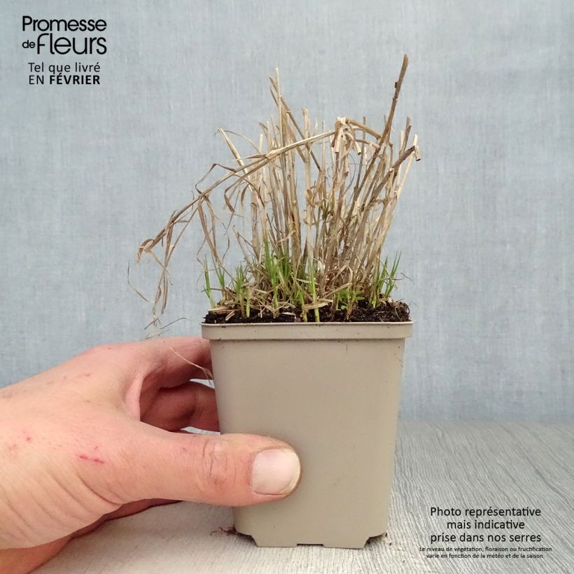 Carex muskingumensis Little Midge - Carice palma Vasetto da 8/9 cm esemplare consegnato in inverno