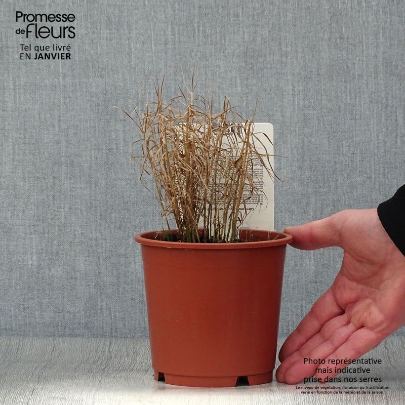 Carex muskingumensis Little Midge - Carice palma Vaso da 1L/1,5L esemplare consegnato in inverno