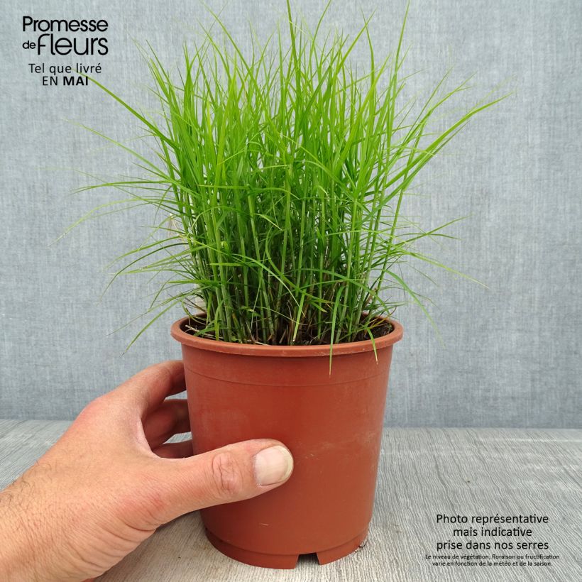 Carex muskingumensis Little Midge - Carice palma Vaso da 1L/1,5L esemplare consegnato in primavera