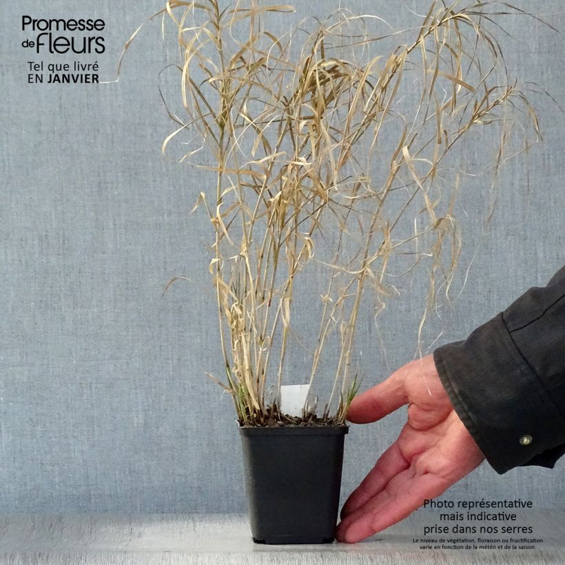 Carex muskingumensis Silberstreif - Carice palma Vasetto da 8/9 cm esemplare consegnato in inverno