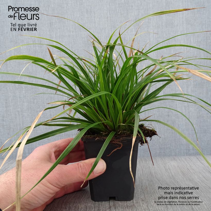 Carex muskingumensis variegata - Carice palma Vasetto da 8/9 cm esemplare consegnato in inverno