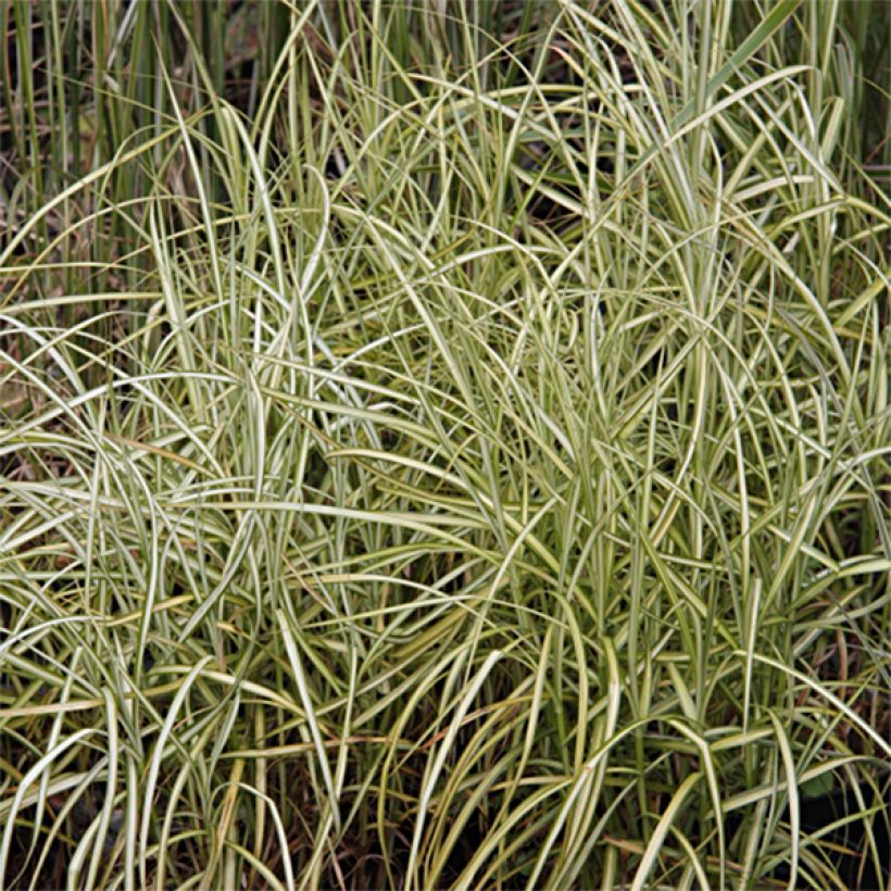 Carex muskingumensis Silberstreif - Carice palma (Fogliame)