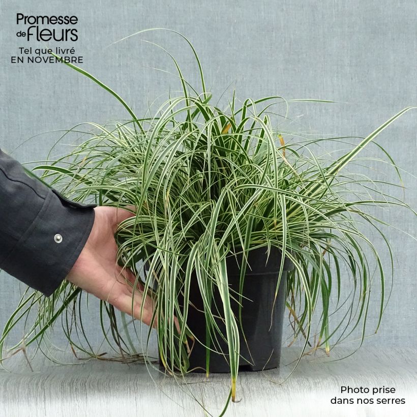 Esemplare di Carex oshimensis Evercream - Carice giapponese Vaso da 2L/3L come consegnato in autunno