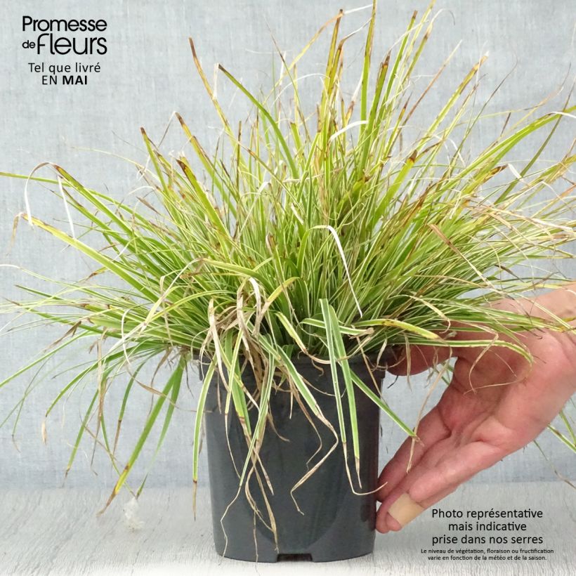 Carex oshimensis Everest - Carice giapponese Vaso da 2L/3L esemplare consegnato in primavera