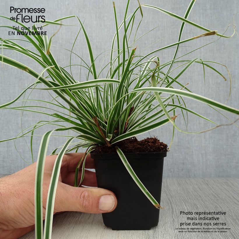 Esemplare di Carex oshimensis Everest - Carice giapponese Vasetto da 8/9 cm come consegnato in autunno