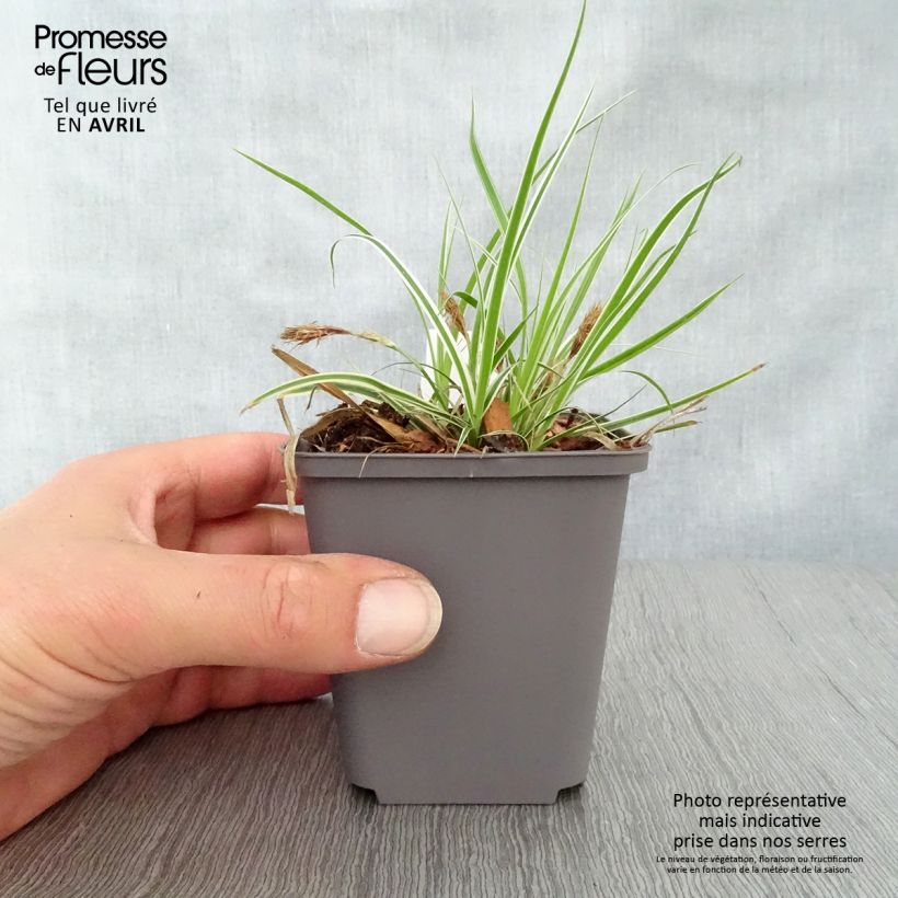 Carex oshimensis Everest - Carice giapponese Vasetto da 8/9 cm esemplare consegnato in primavera