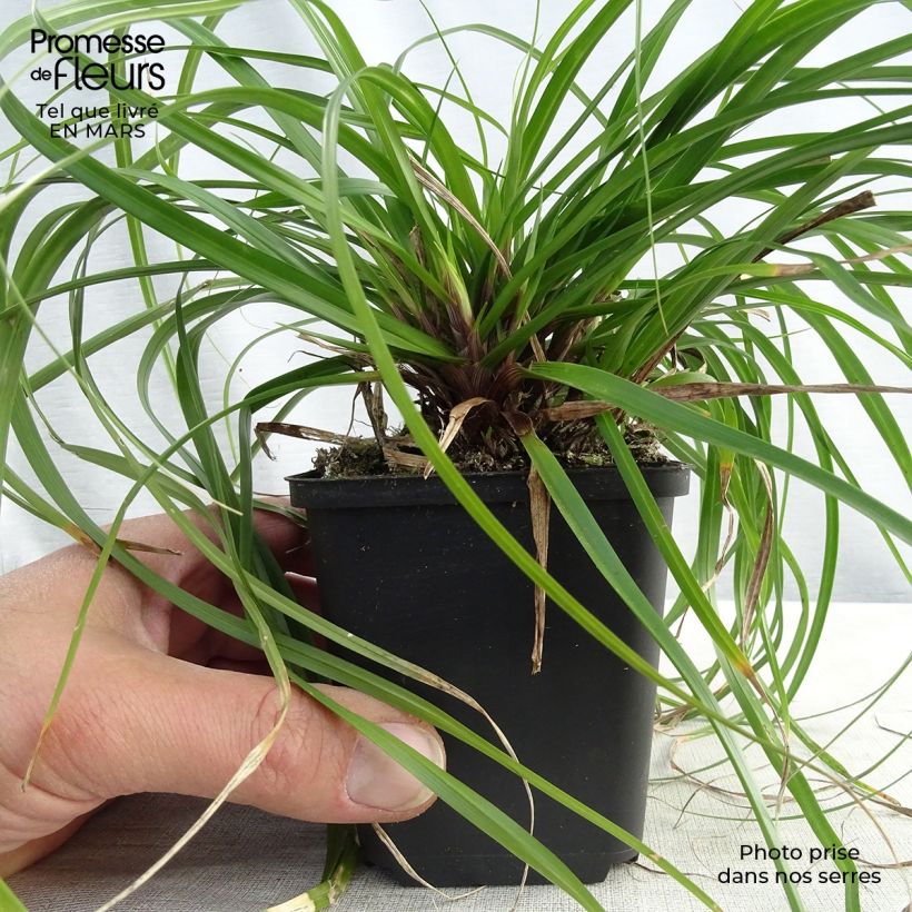 Carex oshimensis Evergreen - Carice giapponese Vasetto da 8/9 cm esemplare consegnato in inverno