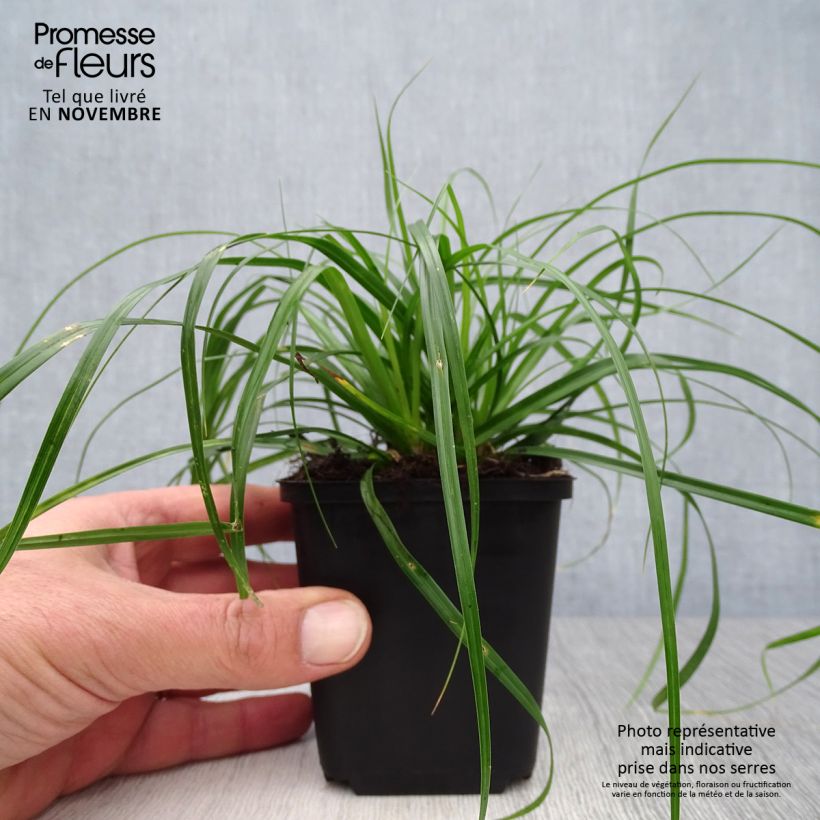 Esemplare di Carex oshimensis Evergreen - Carice giapponese Vasetto da 8/9 cm come consegnato in autunno