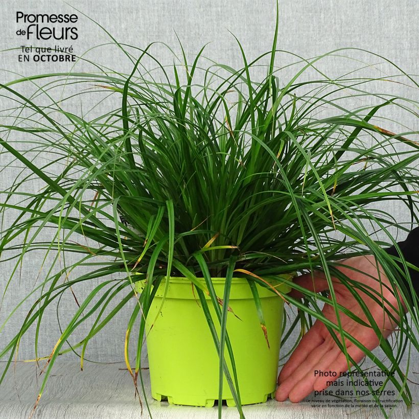 Esemplare di Carex oshimensis Evergreen - Carice giapponese Vaso da 2L/3L come consegnato in autunno
