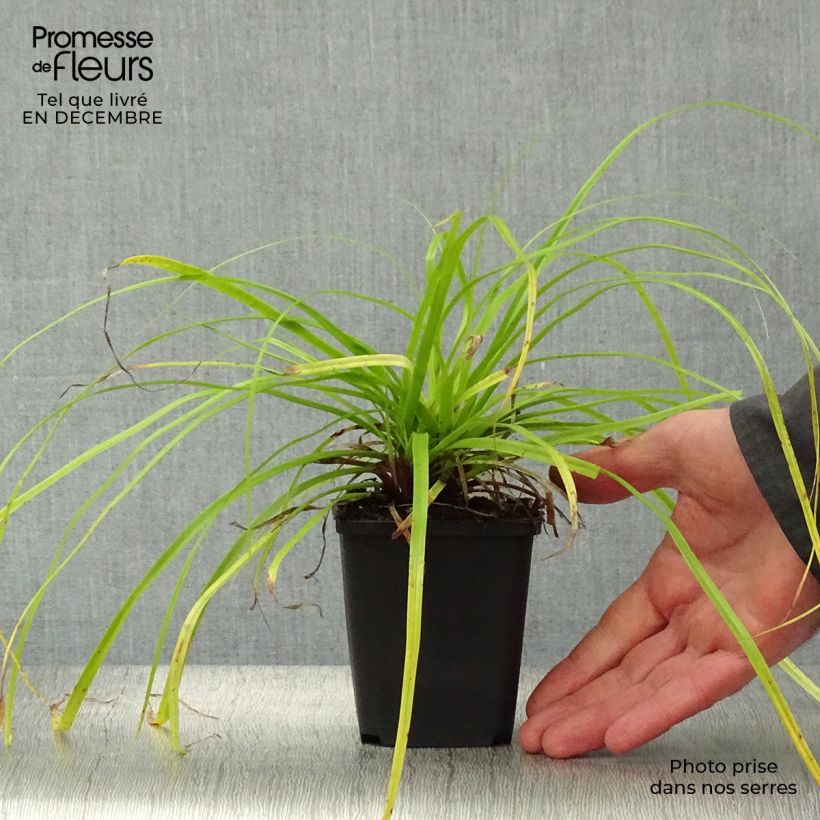Carex oshimensis Everillo - Carice giapponese Vasetto da 8/9 cm esemplare consegnato in inverno