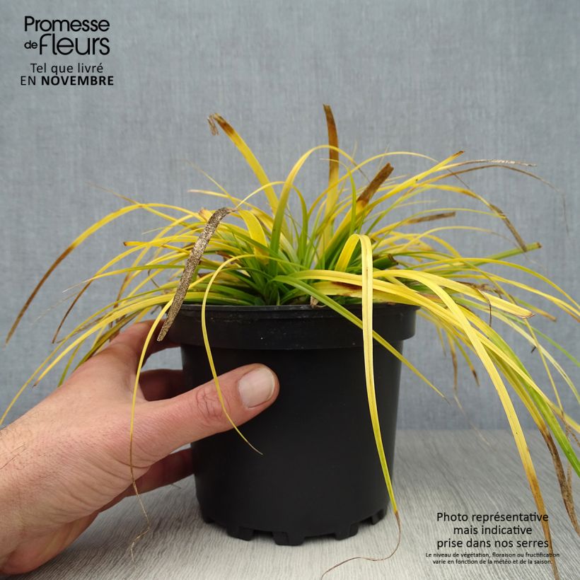 Esemplare di Carex oshimensis Everillo - Carice giapponese Vaso da 2L/3L come consegnato in autunno