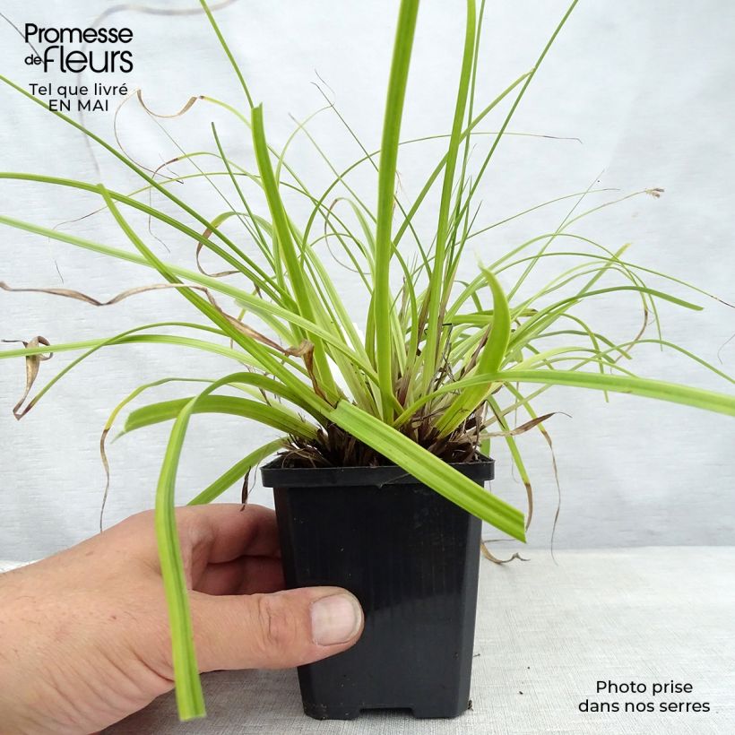 Carex oshimensis EverColor Everlime - Carice giapponese Vasetto da 8/9 cm esemplare consegnato in primavera