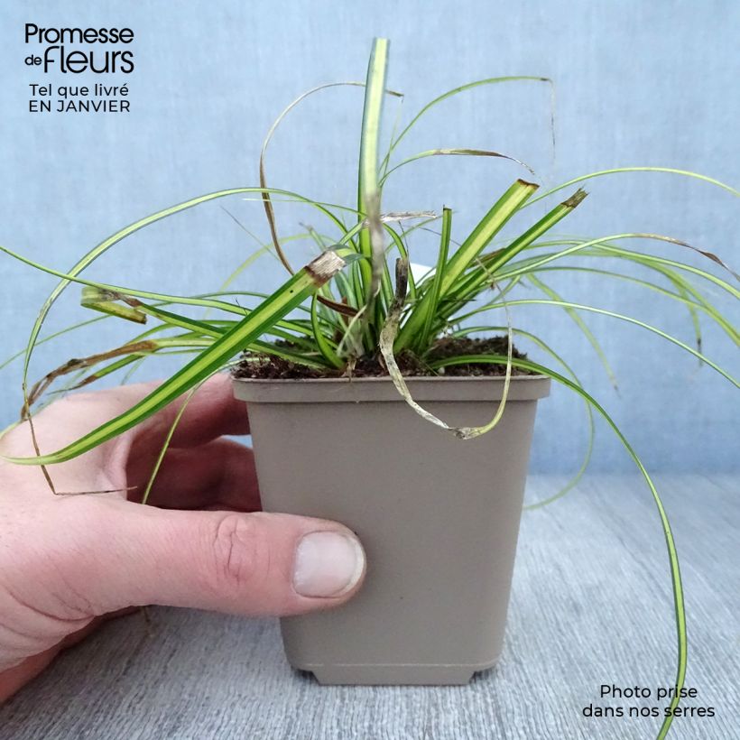 Carex oshimensis EverColor Eversheen - Carice giapponese Vasetto da 8/9 cm esemplare consegnato in inverno