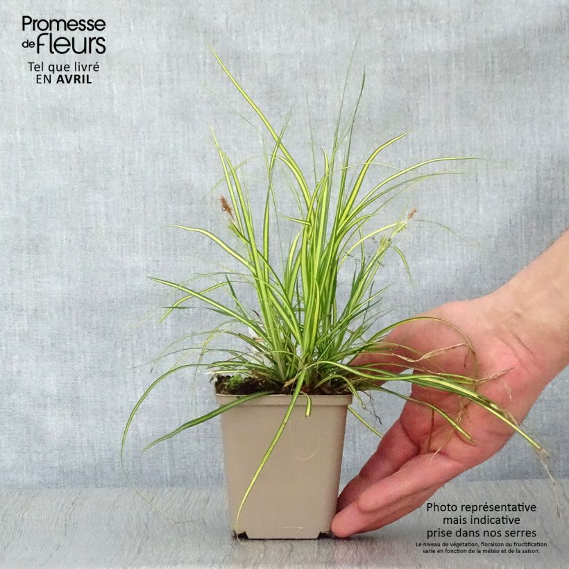 Carex oshimensis EverColor Eversheen - Carice giapponese Vasetto da 8/9 cm esemplare consegnato in primavera
