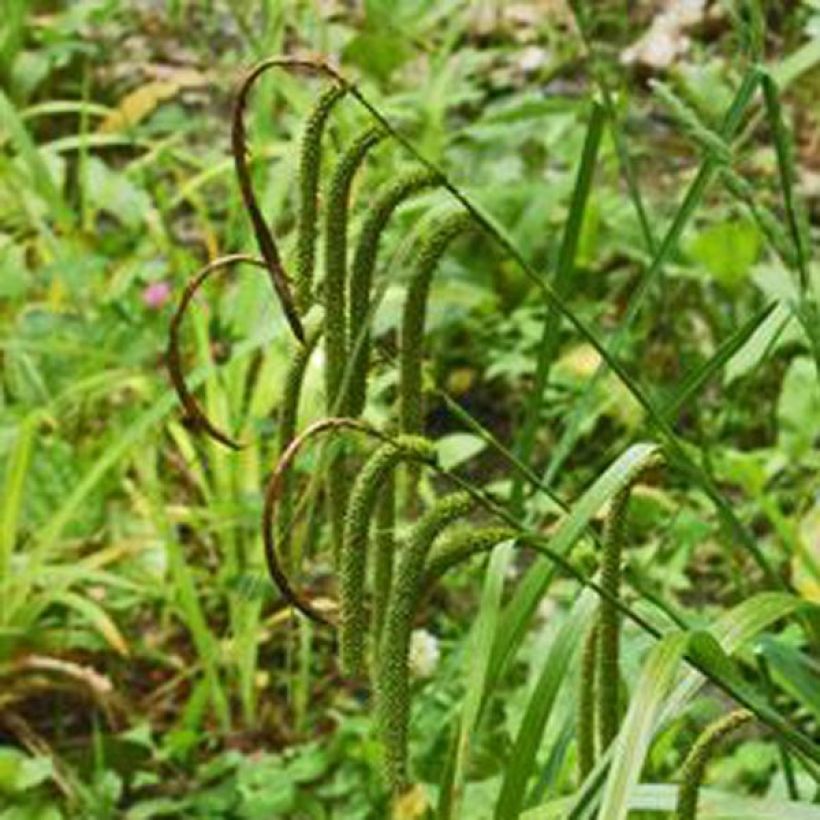Carex pendula - Carice maggiore (Fioritura)