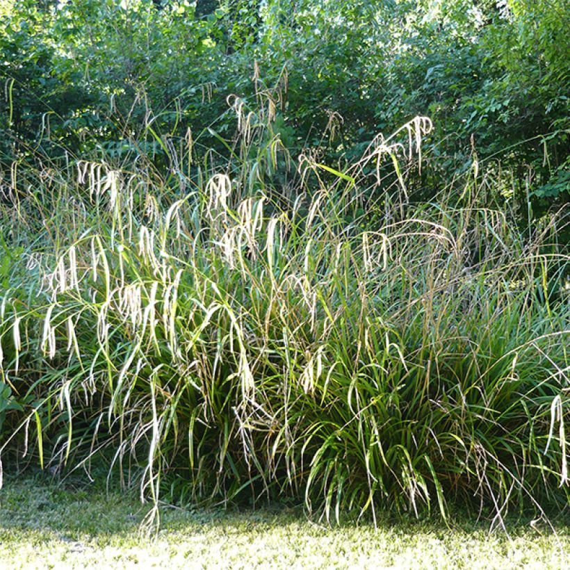 Carex pendula - Carice maggiore (Porto)