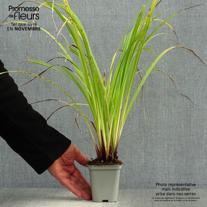 Esemplare di Carex pendula - Carice maggiore Vasetto da 8/9 cm come consegnato in autunno