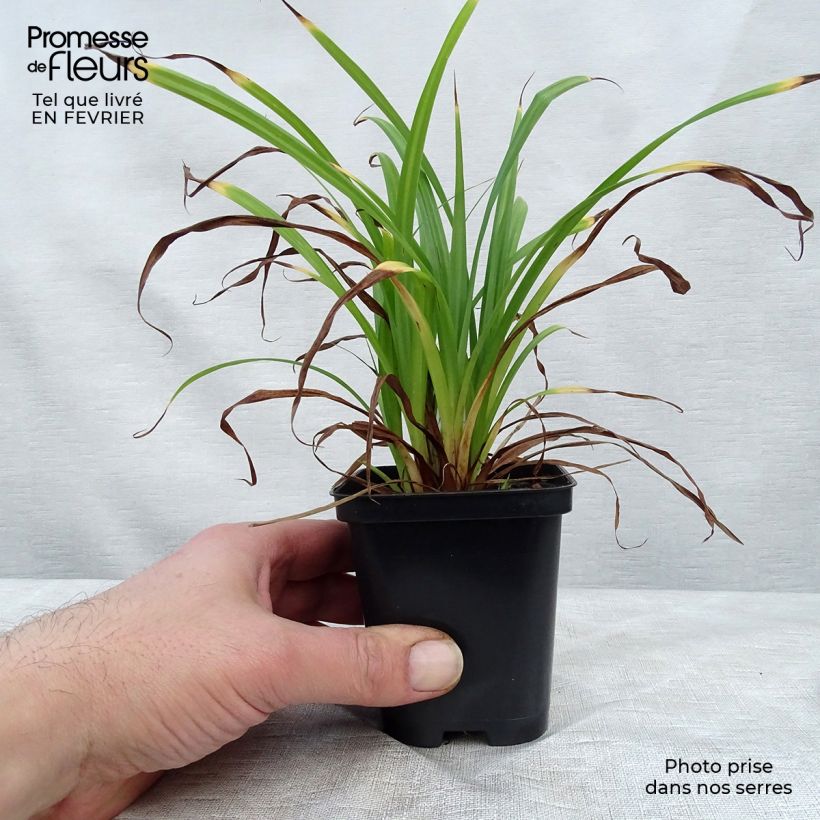 Carex pendula - Carice maggiore Vasetto da 8/9 cm esemplare consegnato in inverno