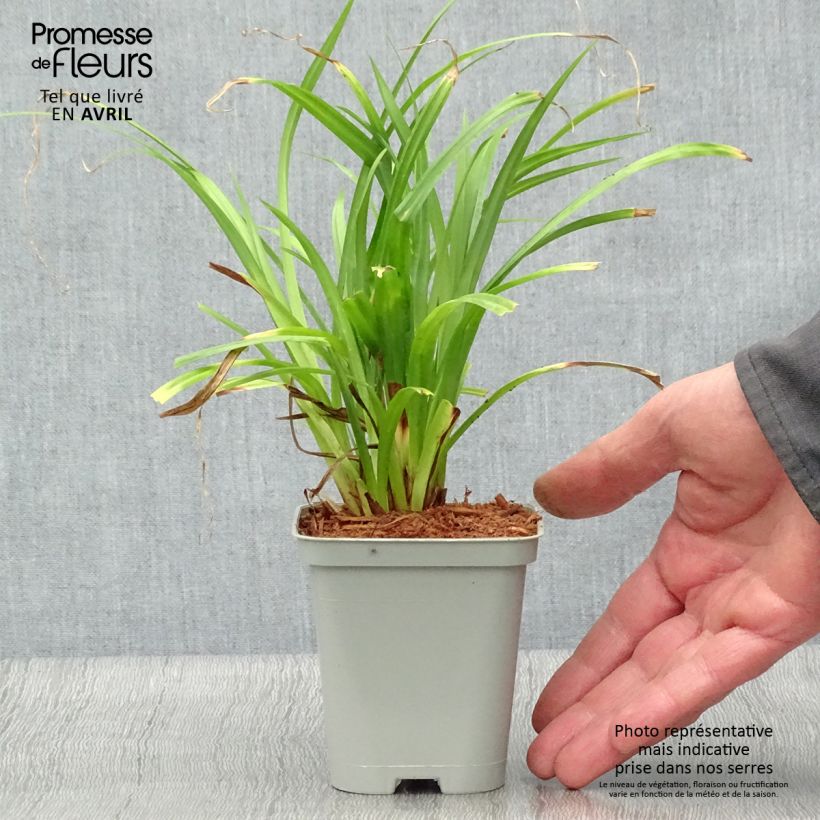 Carex pendula - Carice maggiore Vasetto da 8/9 cm esemplare consegnato in primavera