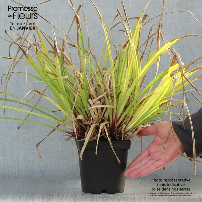 Carex pendula - Carice maggiore Vaso da 2L/3L esemplare consegnato in inverno